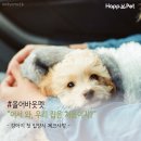 올어바웃펫 이미지