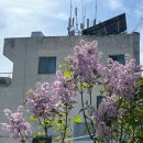 풍경공작소(주) | 4월 창원 진해 주말 데이트 추천, 유채꽃과 겹벚꽃을 하루에 즐기는 웅동수원지 진해 여행 코스 feat...