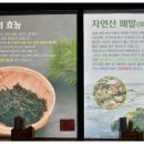 배말칼국수김밥양산물금점 네이버블로그
