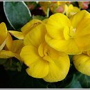 민들레화원 이미지