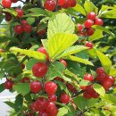 청성슈퍼 이미지