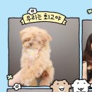 스핑제리 이미지