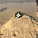 밈밈 이미지