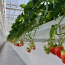 정우농장 이미지