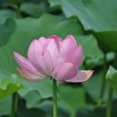 신평저수지 이미지