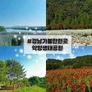 동면 생태친구들 | [함안 가볼만한곳] 악양생태공원 데이지 꽃구경 + 악양둑방 양귀비 주말 실시간 후기