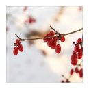 다수곡 이미지
