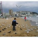 부산갈메기 이미지