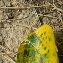 동해농약종묘사 이미지