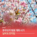 하트호텔 | 후쿠오카 벚꽃 시기 2026년 3월 4월 날씨 옷차림