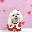 조이펫살롱 이미지