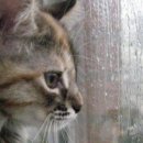 고릴라멀티짐 이미지