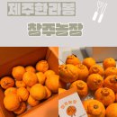 창주농장 | 창주농장 제주한라봉 고당도 하우스 한라봉 선물세트 추천 후기