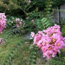 조선왕가(주) 이미지