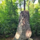 설원태양광 이미지