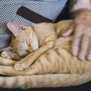 그레이스 고양이 병원 이미지