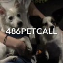 486펫콜 이미지