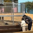 애견&만들기 | 체험 제주유리삼촌, 원데이클래스 유리공예 + 현무암녹이기 후기 (반지 만들기, 애견동반 &amp; 초등학생 가능)