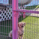 주식회사 시루정보 | [글램핑] 강아지와 함께 가기 좋은 '핫도그342카라반' 방문 후기