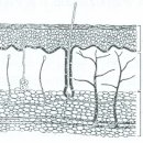 피부미용사-[기출문제] 미용사(일반)시험 2009년 이미지