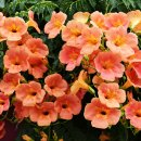 호호당구장 이미지