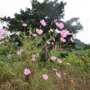 H9021 Daum카페