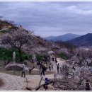 청매실농원 이미지