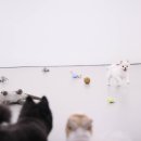 퍼피스프링 이미지