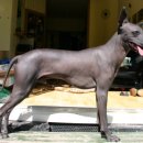 BE MY DOG 이미지