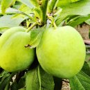 수형유통