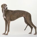 우아한강아지 이미지