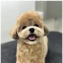 뽀그리독 이미지