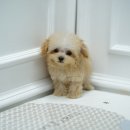 강아지고양이 미유펫 청주점 이미지