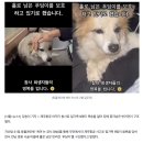 &#34;6살 손녀 찾듯 동네 배회&#34;…홀로 남은 반려견 푸딩이 구조됐다 이미지