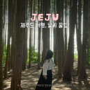 제주8월14일 | 8월 제주도 여행 날씨, 고온다습! 우산 필수~