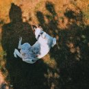 페테리안 이미지