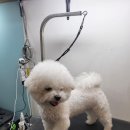 광릉내 애견 이미지