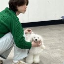 일산에이스애견미용학원