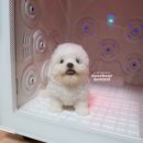 디어베어켄넬 이미지