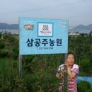 삼공주 농원 네이버블로그
