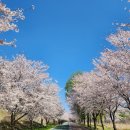 참뜰근린공원 농구장 | [하남시벚꽃명소] 당정근린공원/당정뜰벚꽃 후기