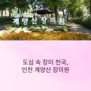 평창향교 | 인천 장미축제 계양산 장미원 실시간 개화상황 주차장 정보