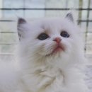 캣츠앤독스 | 랙돌고양이분양 캣츠앤독스 수원점 후기