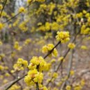 노란우체통 이미지