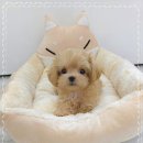 꽃강아지 네이버블로그