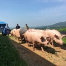 주상농장 이미지