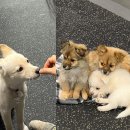 꽃보다 강쥐 | 삶이 버거울땐 꽃길걷개를 가