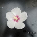무지개화이트 이미지