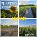 송이마을 | 홋카이도렌터카여행 일본최대규모 150만송이 해바라기마을 미로체험 후기