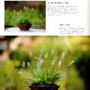 제비초 이미지